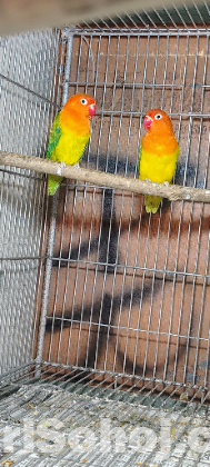 Love Bird
